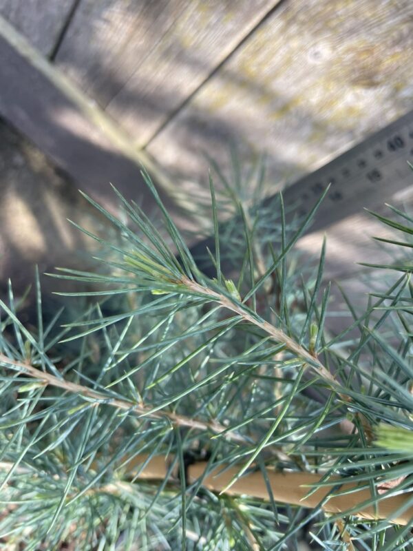Deodar Cedar Blueish 60/80cm (3L) - Image 2