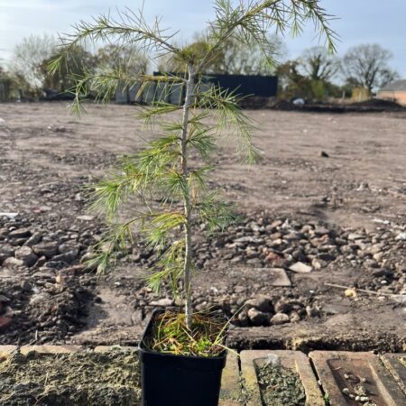 Deodar Cedar