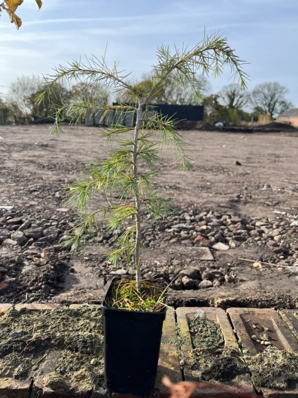 Deodar Cedar 40/60cm (P9T)