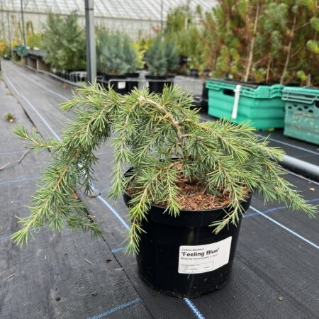 Deodar Cedar 'Feeling Blue' 20/40cm (2L)