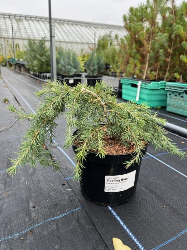 Deodar Cedar 'Feeling Blue' 20/40cm (2L)
