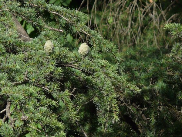 Deodar Cedar Seeds