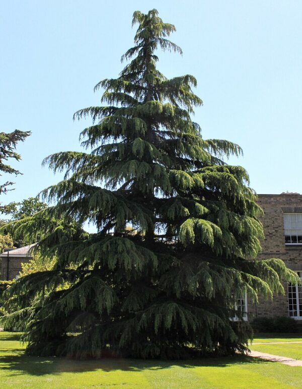 Deodar Cedar Seeds - Image 2