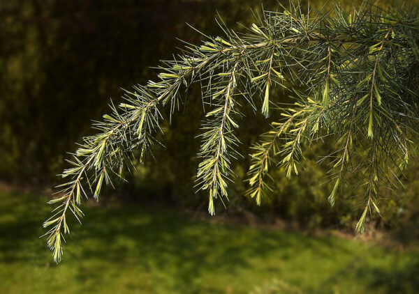 Deodar Cedar Seeds - Image 3