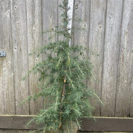 Deodar Cedar Blueish 60/80cm (4L)