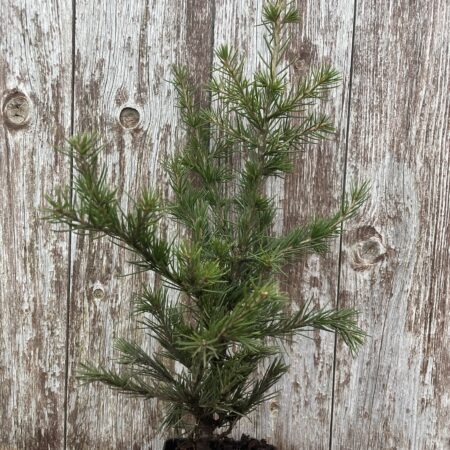 Cedar of Lebanon Tree