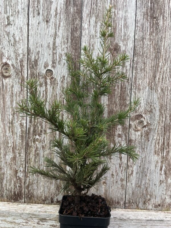 Cedar of Lebanon Tree 40/60cm (P9T)
