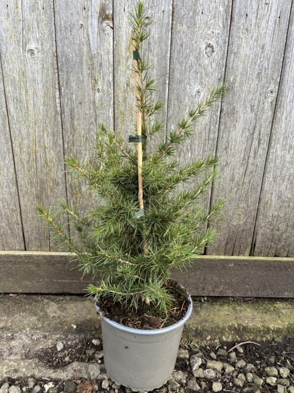Cedrus libani - Cedar of Lebanon