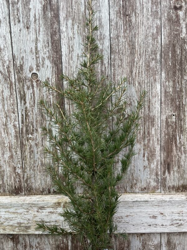 Cedar of Lebanon Tree 40/60cm (P9T) - Image 3