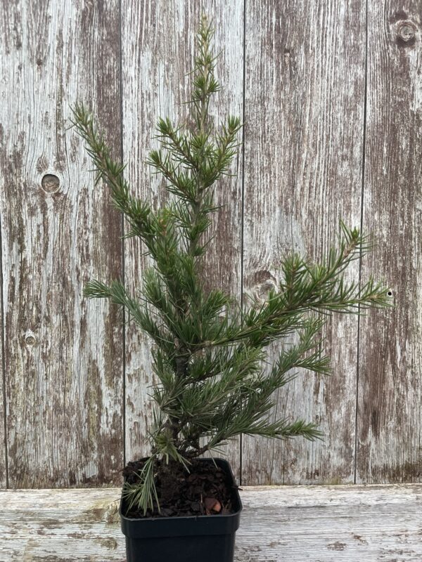 Cedar of Lebanon Tree 40/60cm (P9T) - Image 2