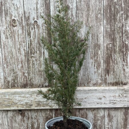 Cedar of Lebanon Tree