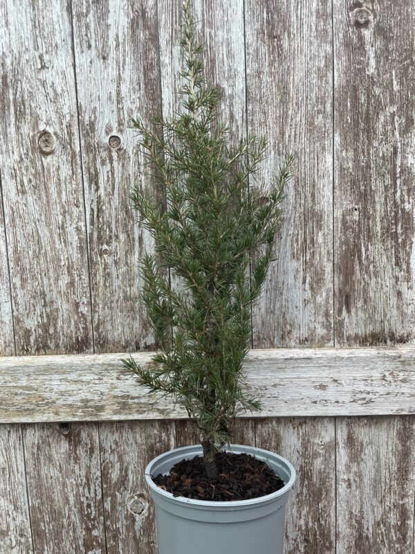 Cedar of Lebanon Tree 40/60cm (2L)