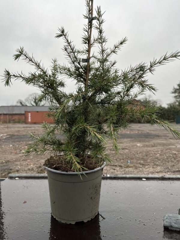 Cedrus libani - Cedar of Lebanon Tree 40/60cm (3L)