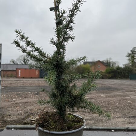 Cedrus libani - Cedar of Lebanon Tree 40/60cm (3L)
