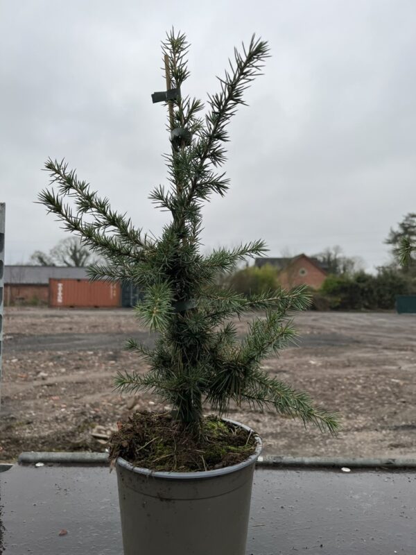 Cedrus libani - Cedar of Lebanon Tree 40/60cm (3L)
