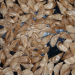 Cedrus seeds