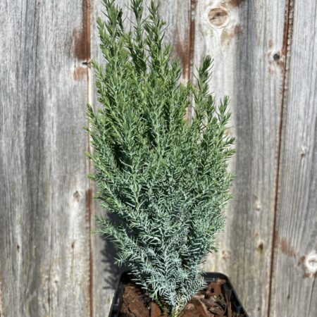 Lawson Cypress 'Chilworth Silver' (P9)
