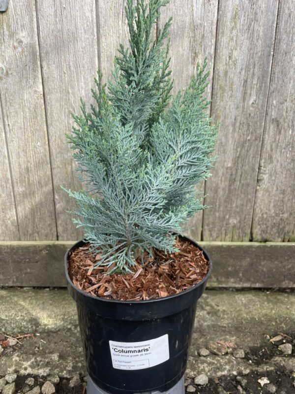 Lawson's cypress 'Columnaris' 40/60cm (3L) - Image 3