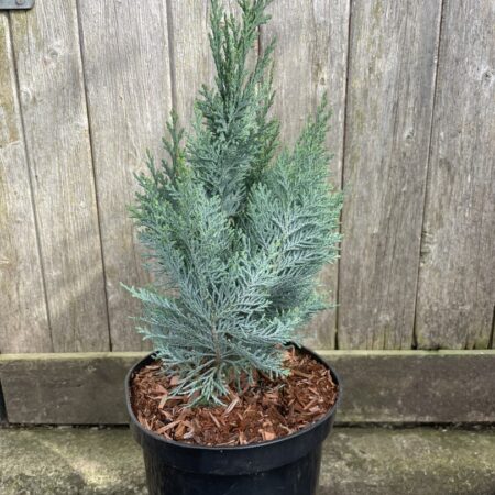 Lawson's cypress 'Columnaris' 40/60cm (3L)