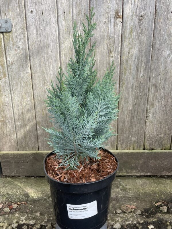 Lawson's cypress 'Columnaris' 40/60cm (3L)