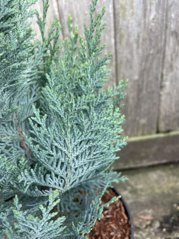 Lawson's cypress 'Columnaris' 40/60cm (3L) - Image 2