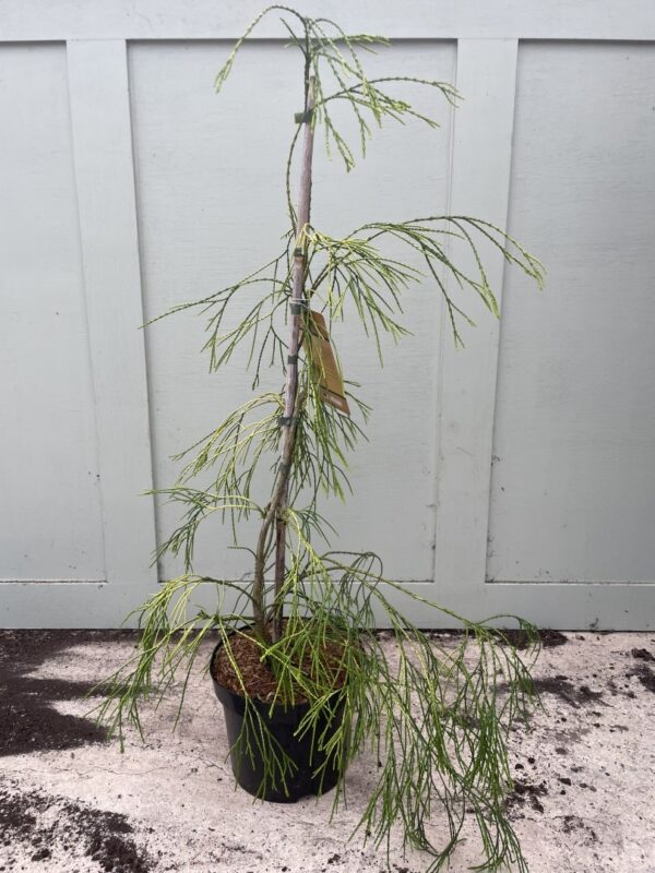 Lawsons Cypress 'Filip's Golden Sprinklers' 60/80cm (5L) - Image 2