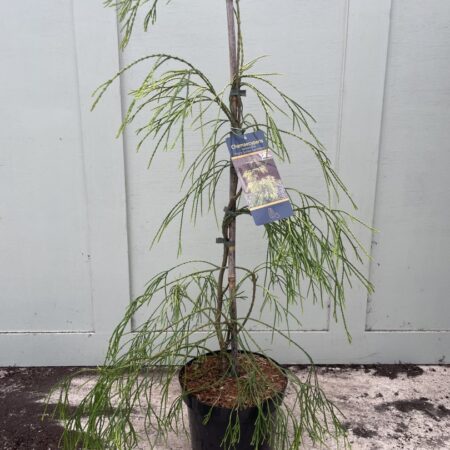 Lawsons Cypress 'Filip's Golden Sprinklers' 60/80cm (5L)