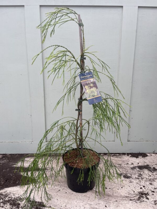 Lawsons Cypress 'Filip's Golden Sprinklers' 60/80cm (5L)