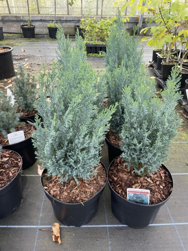Lawson Cypress 'Chilworth Silver' (5L) - Image 5