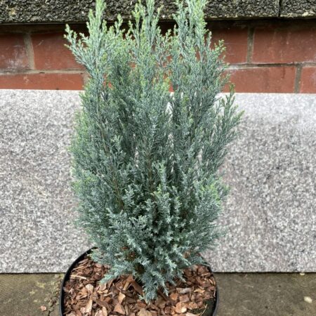 Lawson Cypress ‘Chilworth Silver’