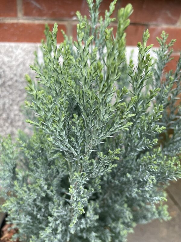 Lawson Cypress 'Chilworth Silver' (5L) - Image 3