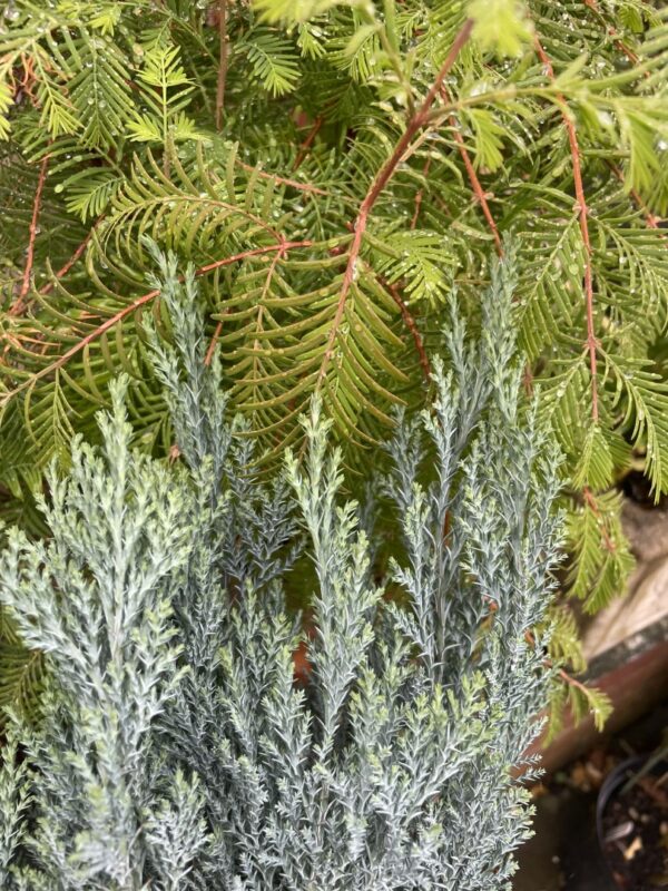 Lawson Cypress 'Chilworth Silver' (5L) - Image 4