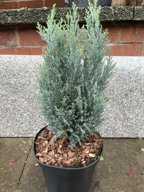 Lawson Cypress 'Chilworth Silver' (5L) - Image 2