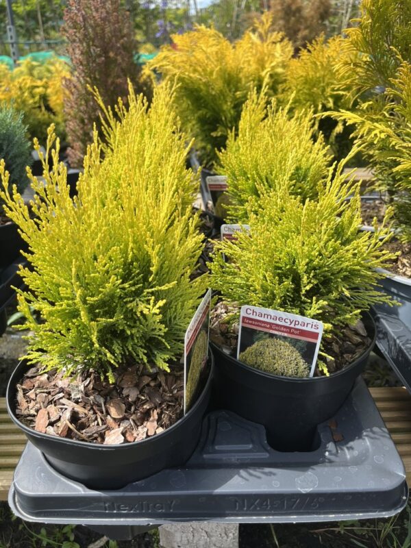 Chamaecyparis lawsoniana - Lawson Cypress 'Golden Pot' (2L)