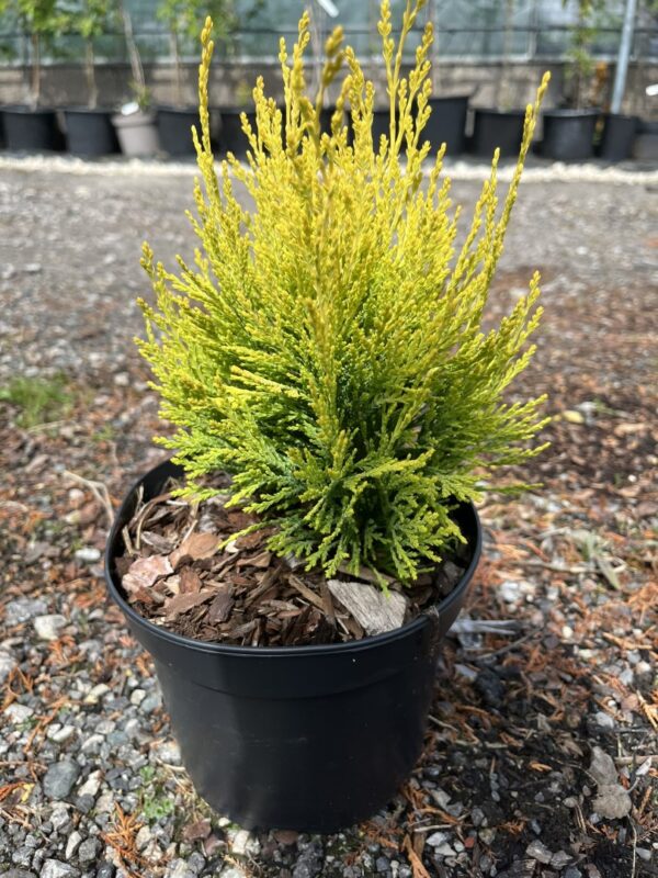 Chamaecyparis lawsoniana - Lawson Cypress 'Golden Pot' (2L)