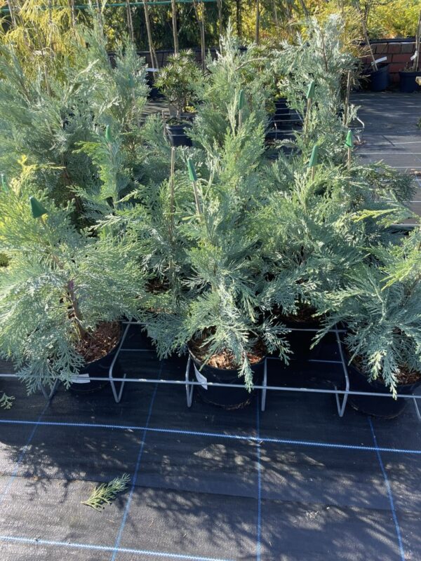 Lawson Cypress 'Pembury Blue' (1L) - Image 7