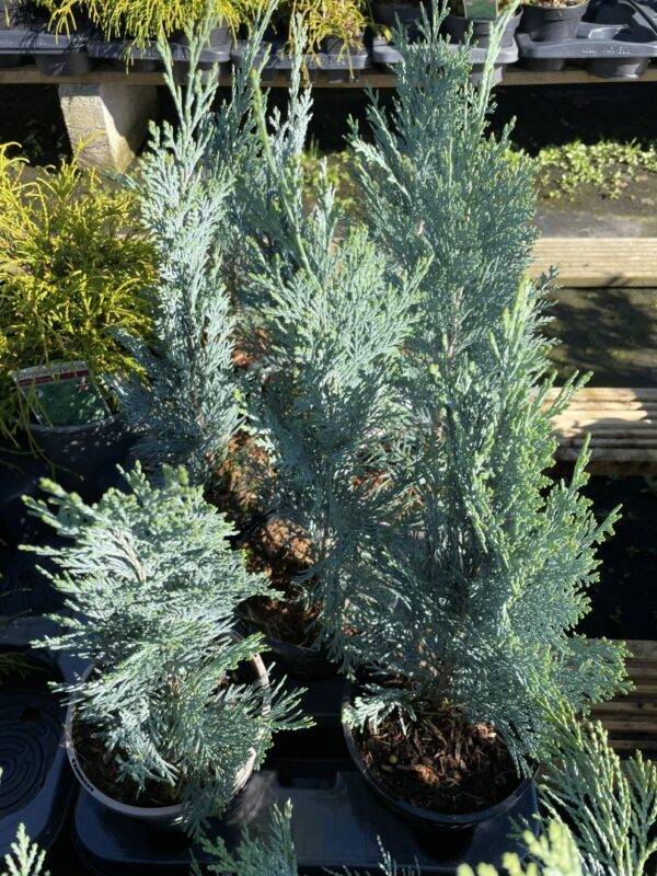Lawson Cypress 'Pembury Blue' (1L) - Image 8