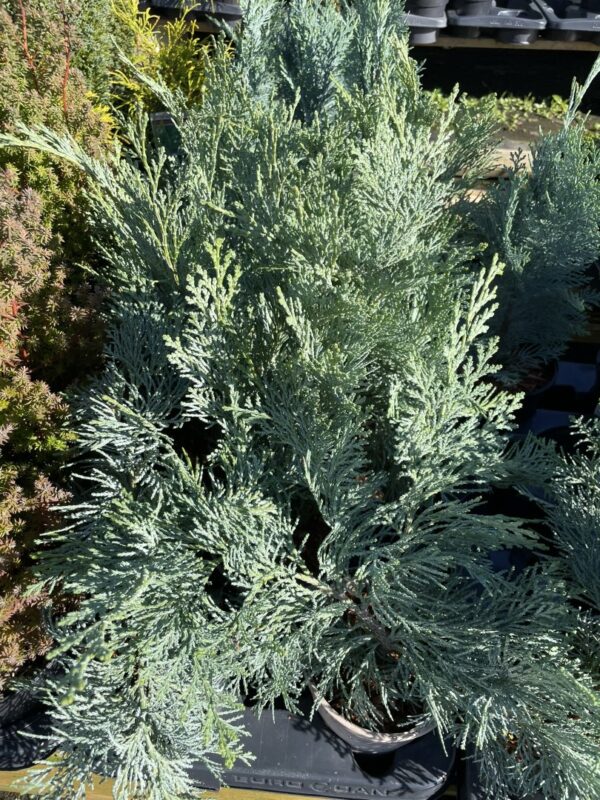 Lawson Cypress 'Pembury Blue' (1L) - Image 6