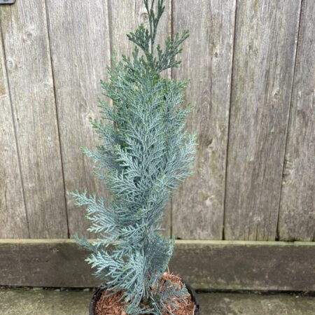 Lawson's cypress 'Columnaris' 20/40cm (1L)