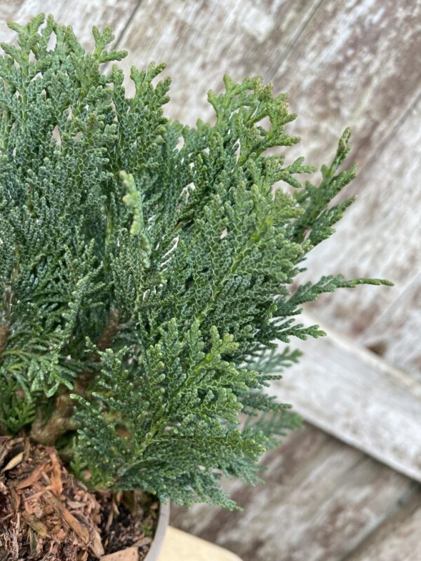 Lawson Cypress 'Minima Glauca' (1L) - Image 2