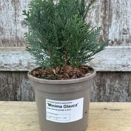 Lawson Cypress 'Minima Glauca' (1L)