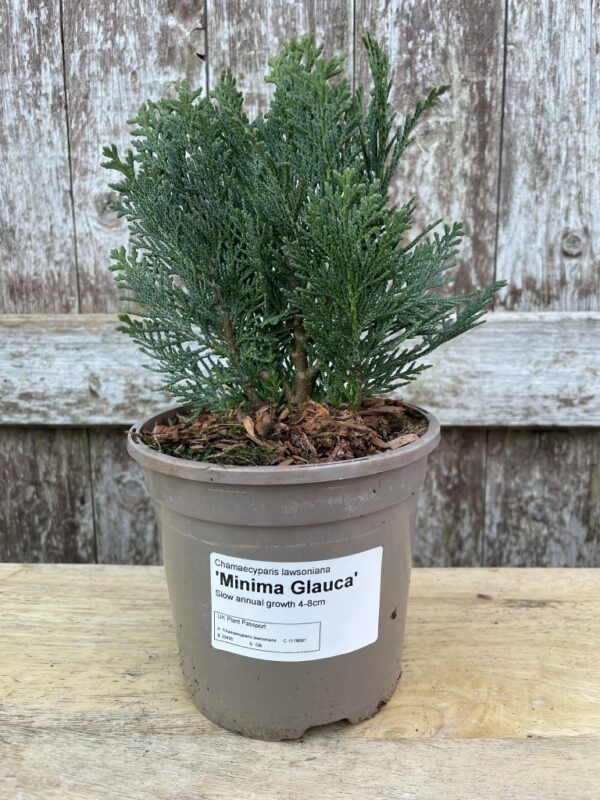 Lawson Cypress 'Minima Glauca' (1L)