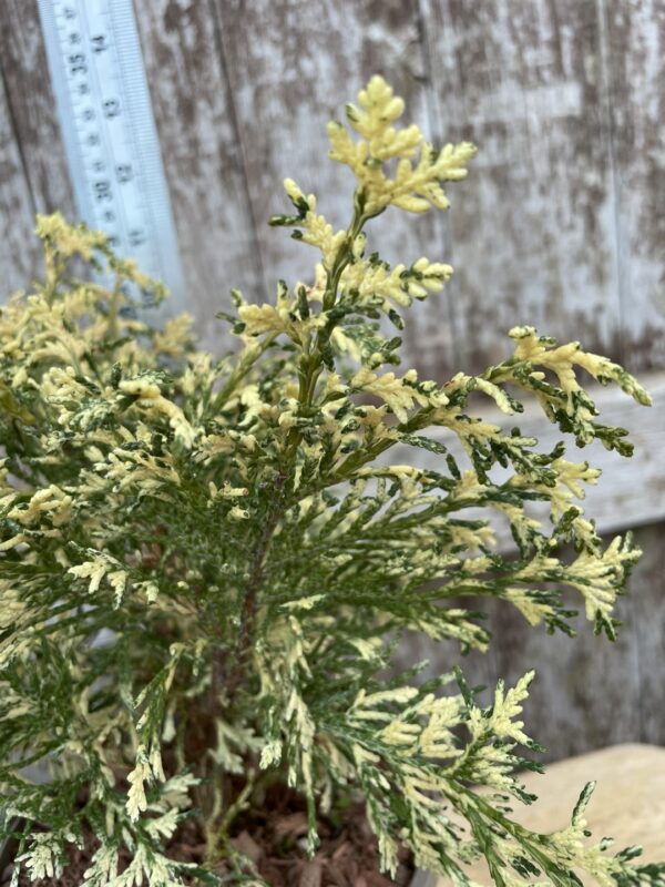Lawson Cypress 'Pearly Swirls' (1L) - Image 2