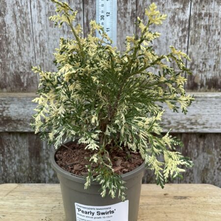Lawson Cypress 'Pearly Swirls'