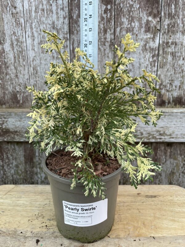 Lawson Cypress 'Pearly Swirls' (1L)
