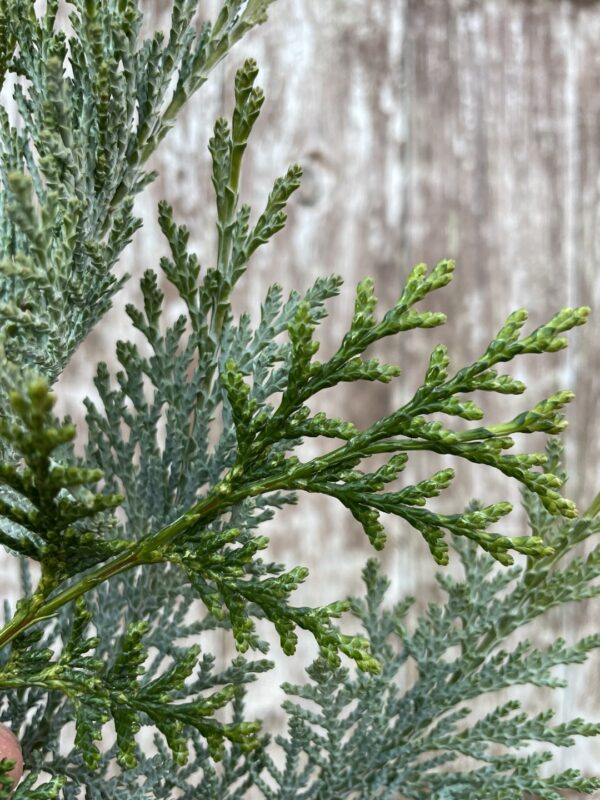Lawson Cypress 'Pembury Blue' (1L) - Image 2