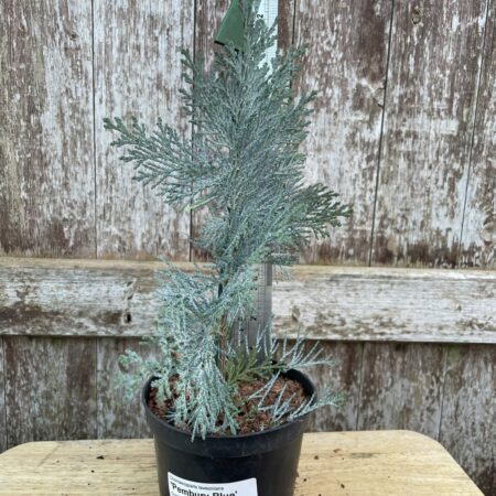 Lawson Cypress 'Pembury Blue' (1L)