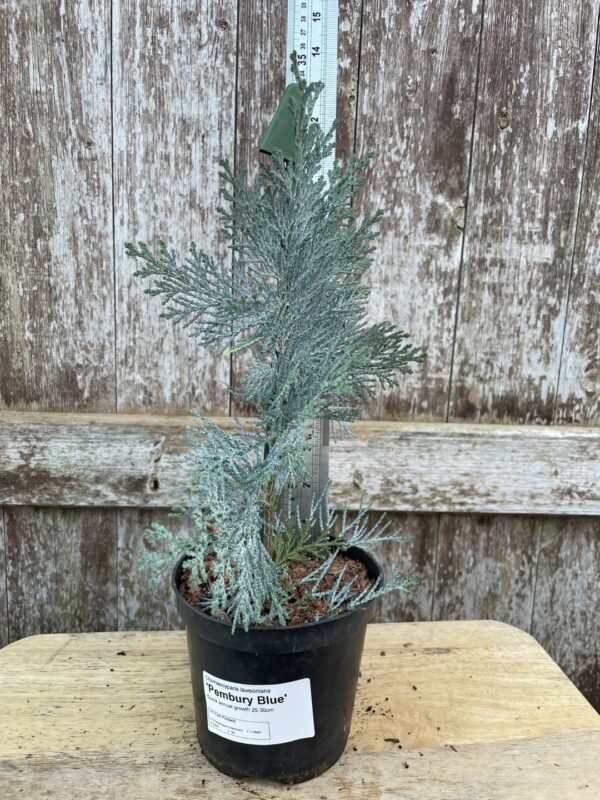 Lawson Cypress 'Pembury Blue' (1L)