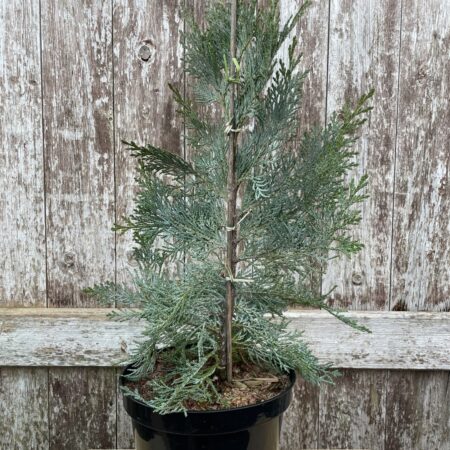 Lawson Cypress 'Pembury Blue' (3L)