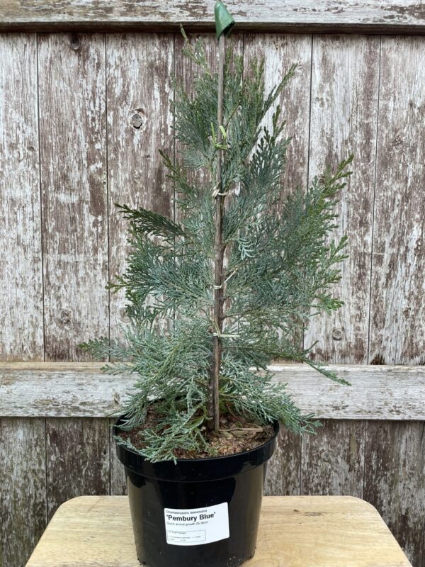 Lawson Cypress 'Pembury Blue' (1L) - Image 5